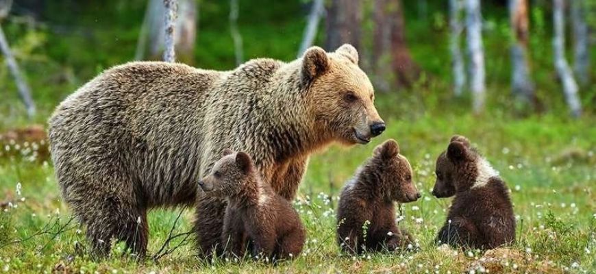 Uccisione dell'orsa Amarena: esposto alla procura della repubblica di Appennino Ecosistema