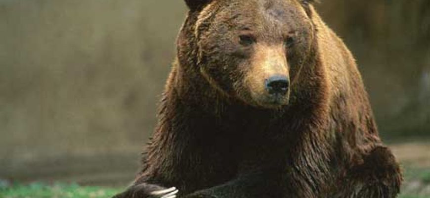 Panico a Villavallelonga per un orso entrato in un'abitazione