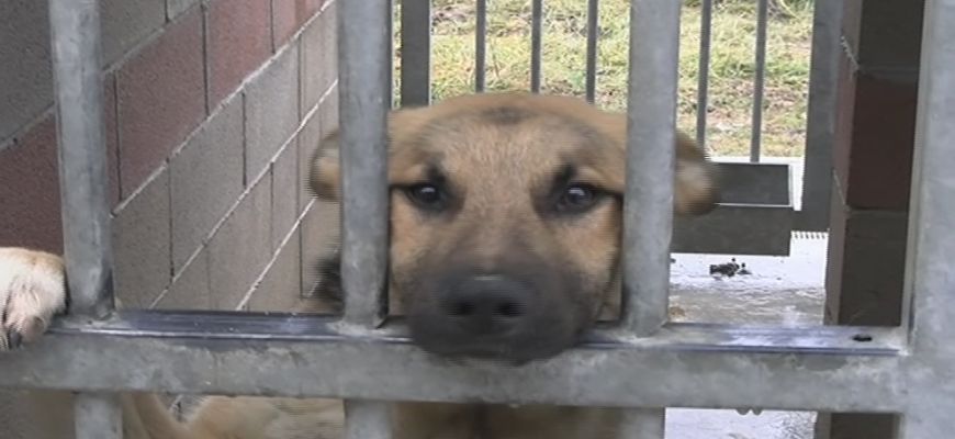 Randagismo: ad Avezzano diventa operativa la campagna di sterilizzazione dei cani padronali