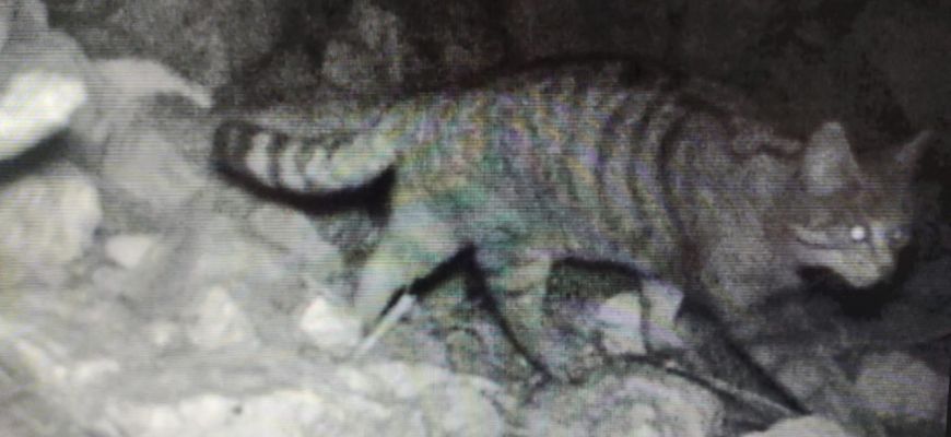 Riserva del Salviano, gatto selvatico immortalato dalle fototrappole 