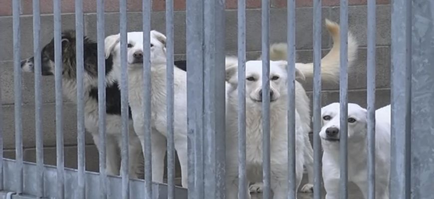 Convenzione fra Comune di Avezzano, Servizio veterinario Asl1 per sterilizzare i cani padronali