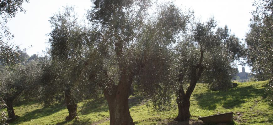 Morino, un fabbro 50enne si ferisce mentre raccoglie le olive