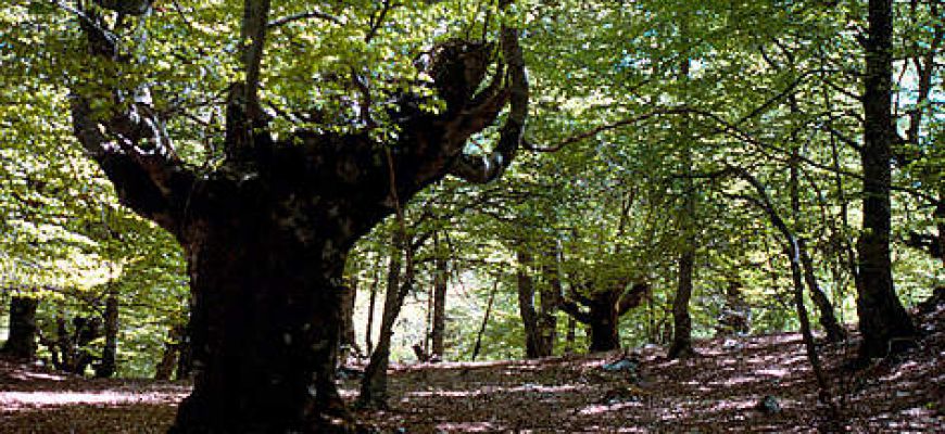 Sversamento di materiali incerti nel parco Abruzzo