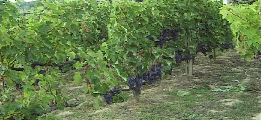 Apicoltura e viticoltura, fondi per le imprese colpite