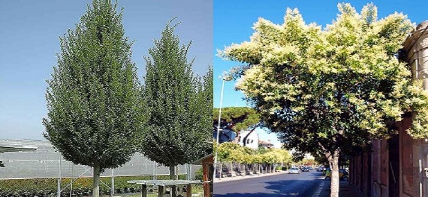 Via Roma: saranno i cittadini a scegliere i nuovi alberi da piantare 