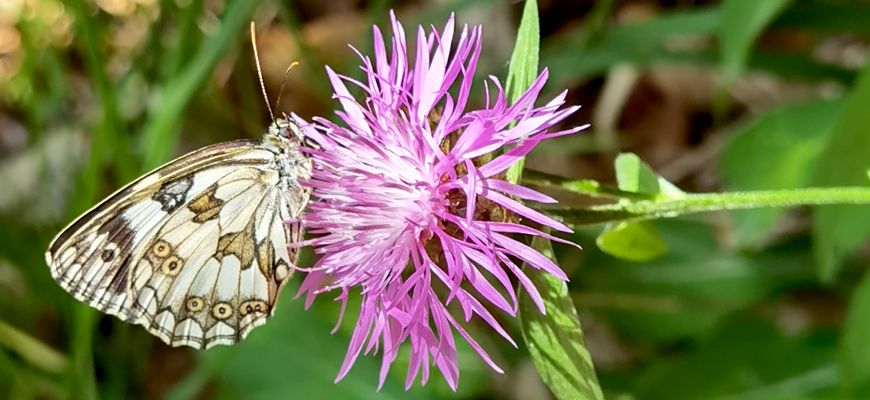 L'Abruzzo diventa la terra delle api e degli altri insetti impollinatori