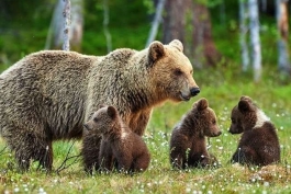 Uccisione dell'orsa Amarena: esposto alla procura della repubblica di Appennino Ecosistema