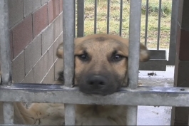 Randagismo: ad Avezzano diventa operativa la campagna di sterilizzazione dei cani padronali