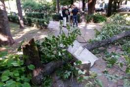 Tragedia sfiorata a Piazza Torlonia, un albero cade tra le panchine