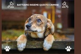 Fiera d'Abruzzo: asta di beneficenza di tartufi contro l'abbandono dei cani