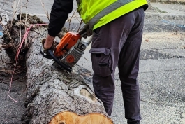 Avezzano: rinnovo e manutenzione patrimonio arboreo e del verde pubblico