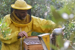 Nel mondo delle api, verso un'apicoltura più naturale 