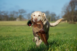 Bocciata legge sull'addestramento dei cani nelle aree protette