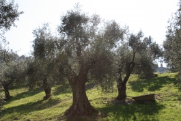 Morino, un fabbro 50enne si ferisce mentre raccoglie le olive