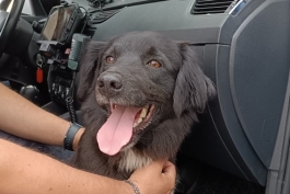 La Polizia di Stato di L'Aquila salva cagnolino sull’autostrada A25 