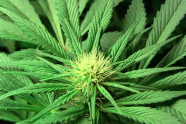Pubblica la foto su Facebook della pianta di marijuana, denunciato