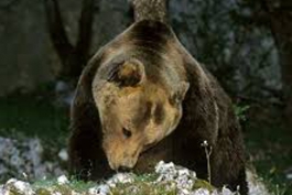 Stanziati 290 mila euro per prevenire incursione degli orsi
